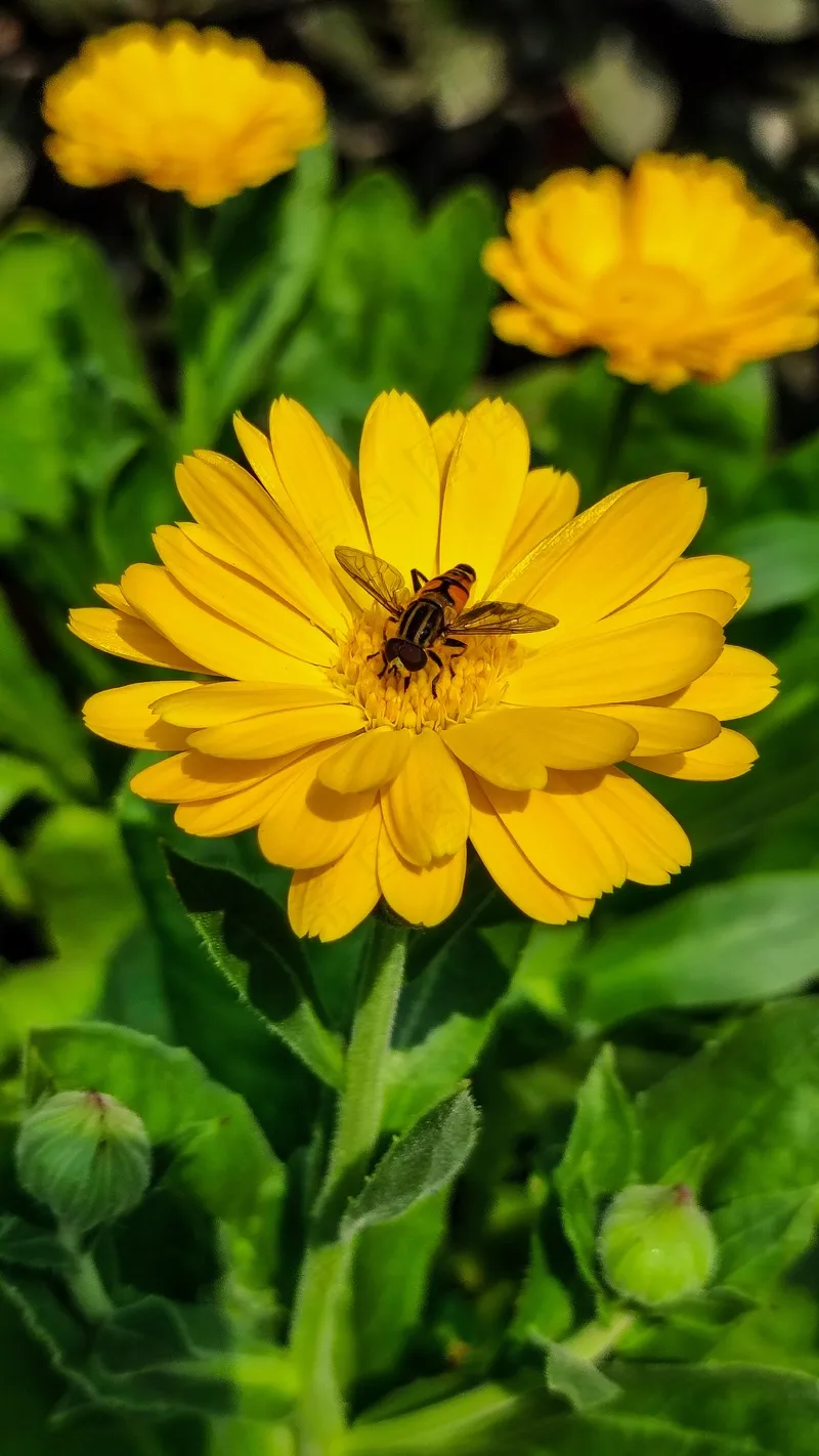 金盏花蜂蜜昆虫