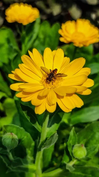 金盏花蜂蜜昆虫
