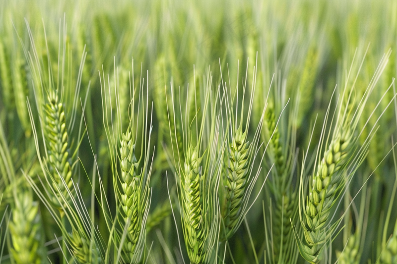 小麦绿色麦穗小满芒种粮食丰收摄影图