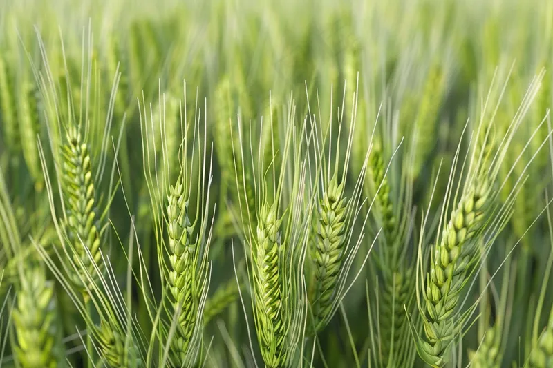 小麦绿色麦穗小满芒种粮食丰收摄影图(4032x2688)