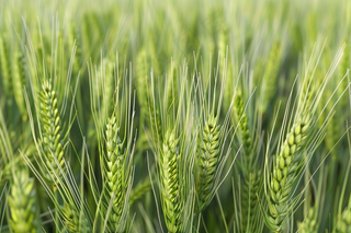 小麦绿色麦穗小满芒种粮食丰收摄影图