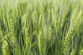 小麦绿色麦穗小满芒种粮食丰收摄影图