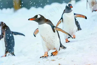 冰雪天地的企鹅寒冷动物摄影图