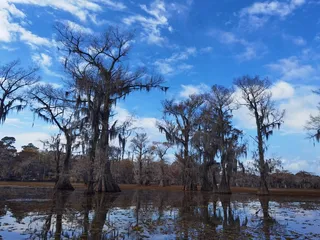 湖边的水杉丛林