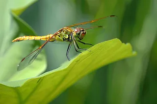 蜻蜓绿叶上停留的竹蜻蜓昆虫春天摄影图