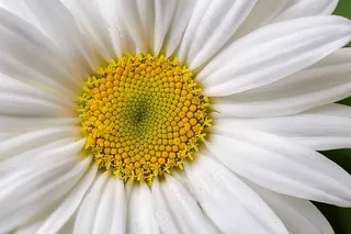 白色雏菊微距摄影图