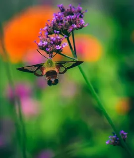 缤纷花园中的一只蜂鸟鹰蛾 缤纷花园中的一只蜂鸟鹰蛾