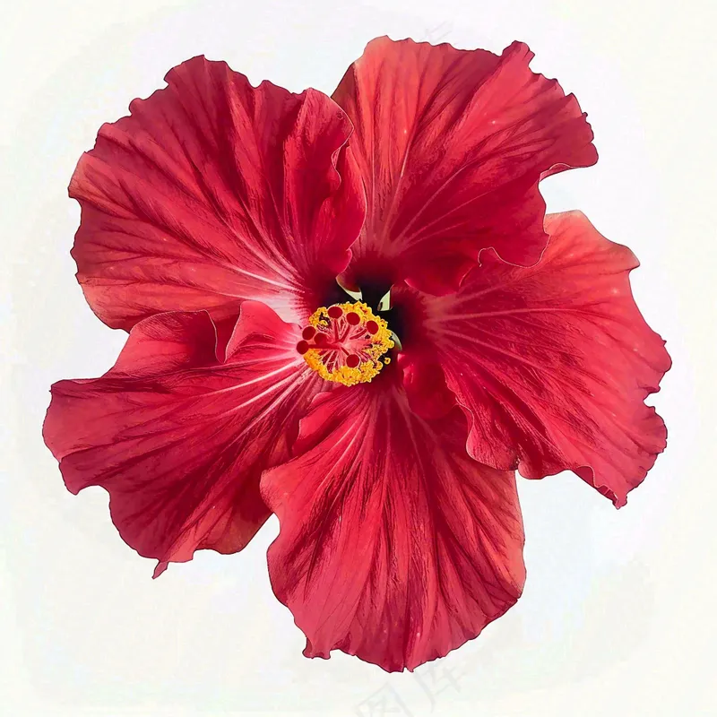 芙蓉花鲜花摄影图(3072x3072)
