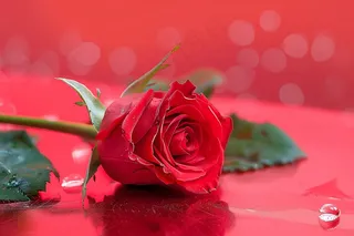 玫瑰花鲜花花朵摄影图