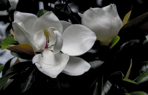 户外玉兰花花朵