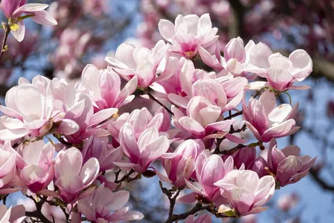 户外玉兰花花朵