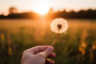 夕阳日落蒲公英唯美美景摄影图