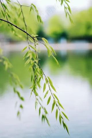 春天树枝抽新芽绿意立春春分摄影图