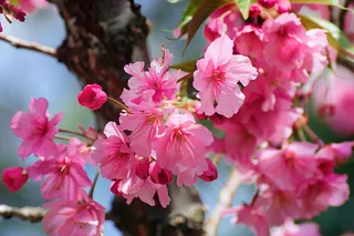 春日樱花花朵摄影图