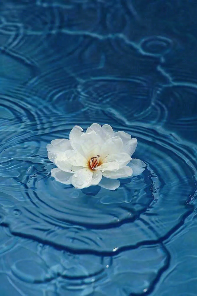 下雨天掉落在蓝色水面的白色花朵清新淡雅雨水处暑寒露摄影图(896x1344)