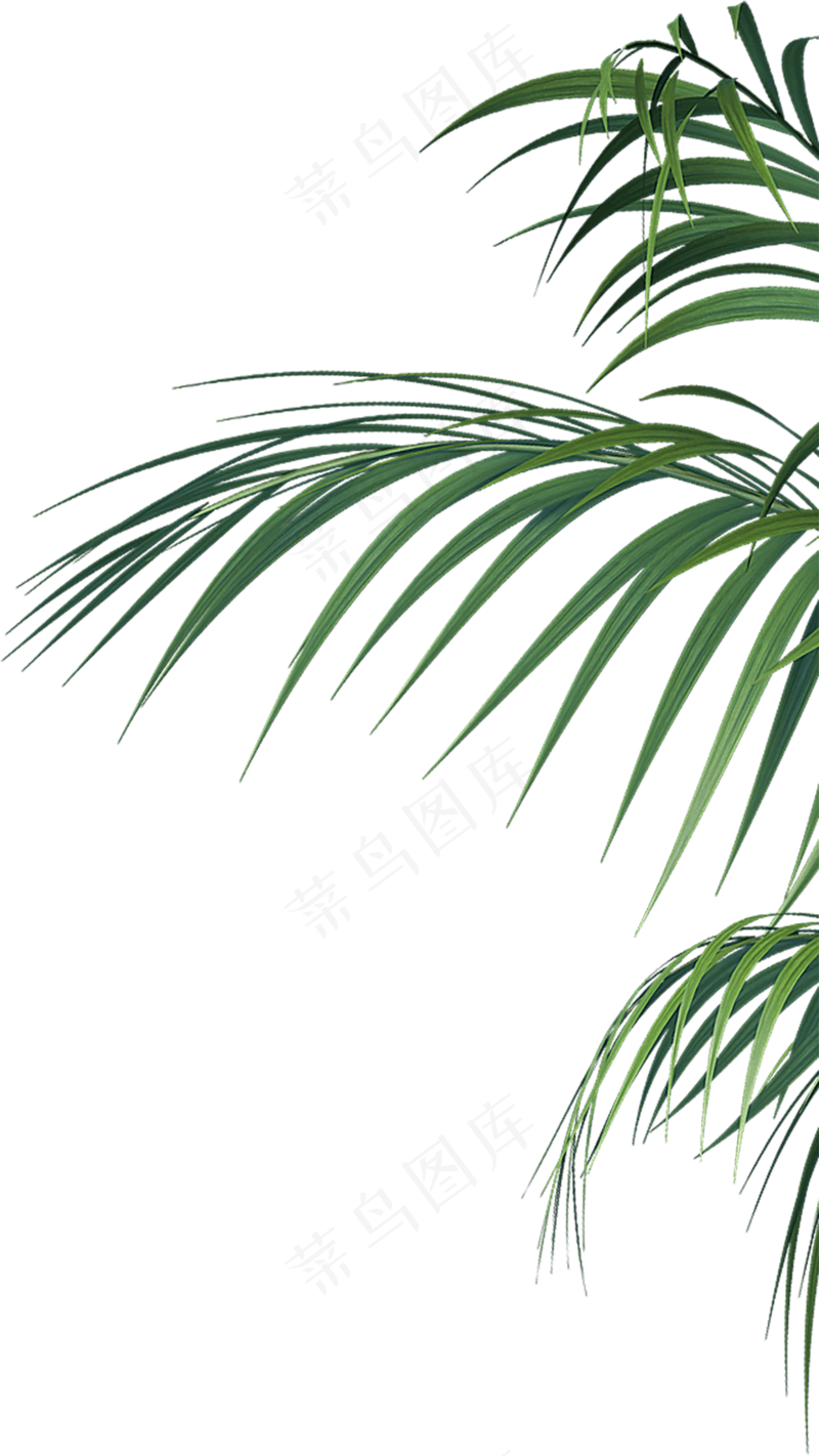 侧边绿植素材免扣png
