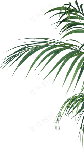 侧边绿植素材免扣png