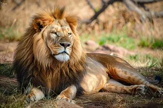 狮子动物非洲草原保护动物摄影图