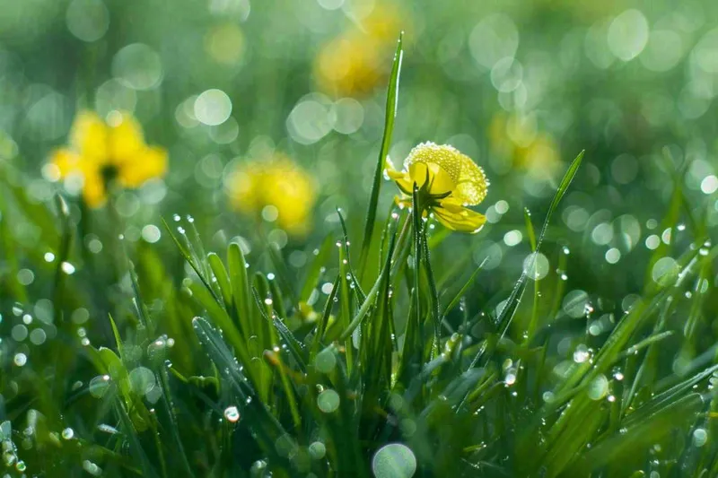 春天草丛里盛开的小黄花清晨露珠雨水谷雨摄影图(1344x896)
