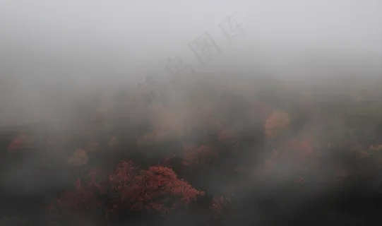 云雾森林图片 云雾森林图片