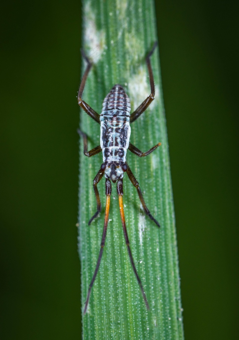 青绿叶上的昆虫特写镜头