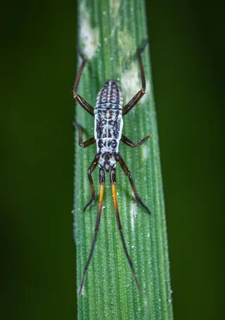 青绿叶上的昆虫特写镜头