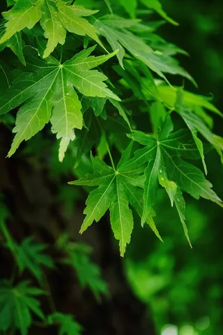 春天嫩绿的大树树叶绿植摄影图