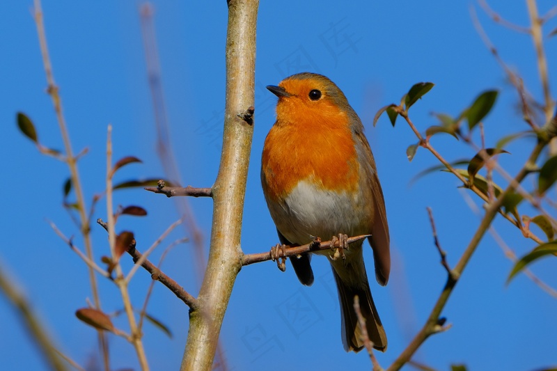 树枝上的红肚知更鸟壁纸