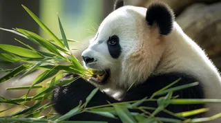 大熊猫国宝动物保护动物摄影图