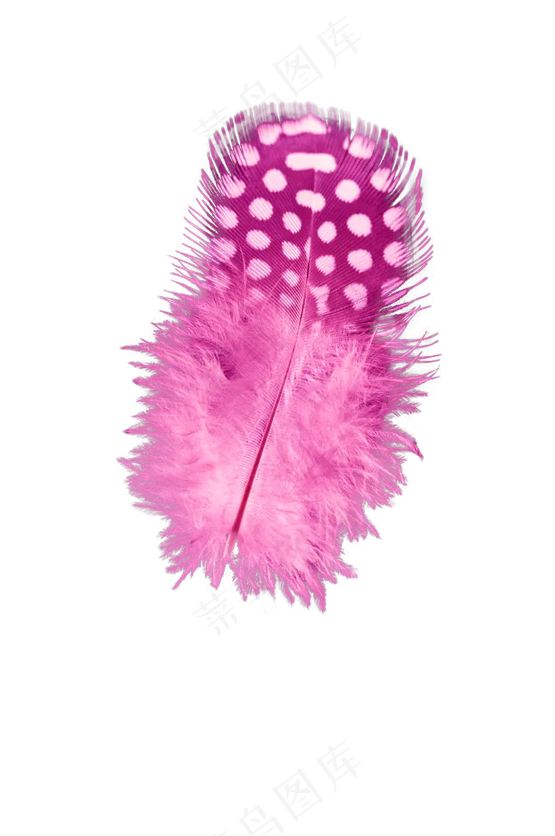 粉色羽毛—免抠