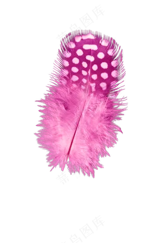 粉色羽毛—免抠