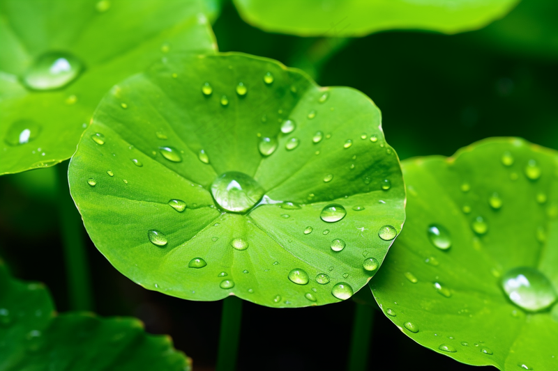 春天绿植绿叶挂着露珠水滴谷雨摄影图(4032x2688)