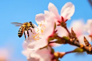 春天惊蛰桃花蜜蜂采蜜摄影图