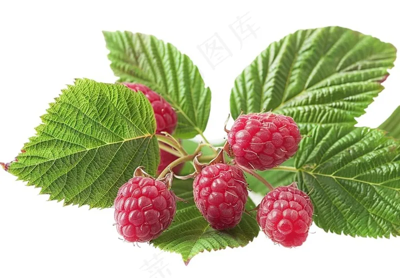 树莓水果摄影图免抠(1312x912)