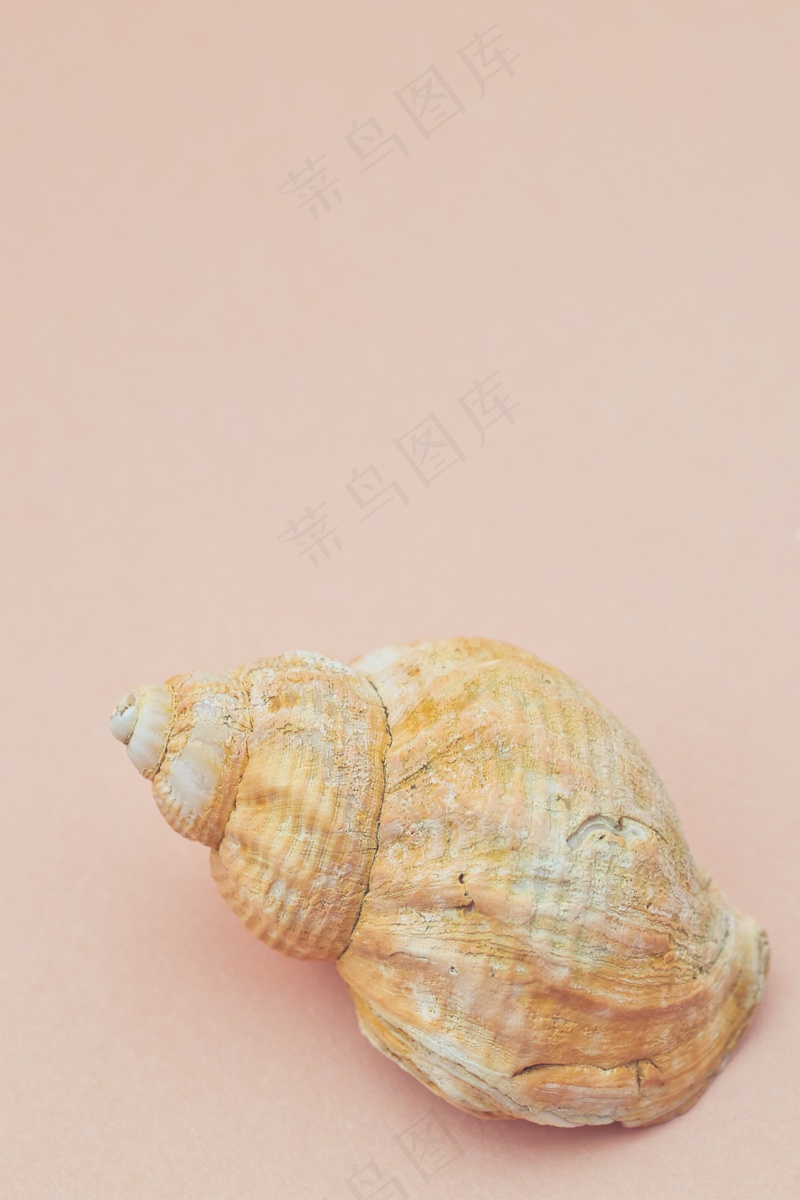 蜗牛贝壳粉色
