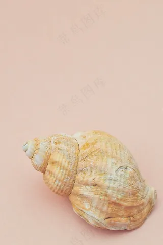 蜗牛贝壳粉色