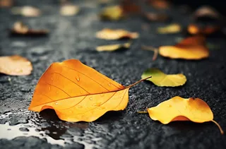 秋天下雨天掉落地上的黄叶枯叶摄影图