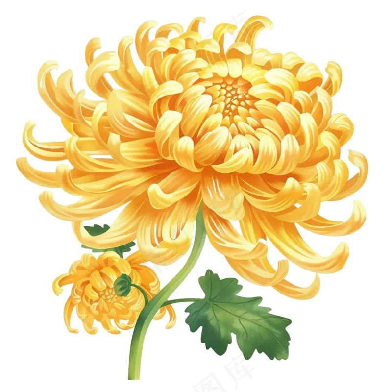 菊花黄菊盛开植物插画免抠(1024x1024)