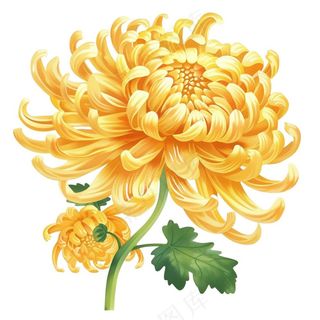 菊花黄菊盛开植物插画免抠