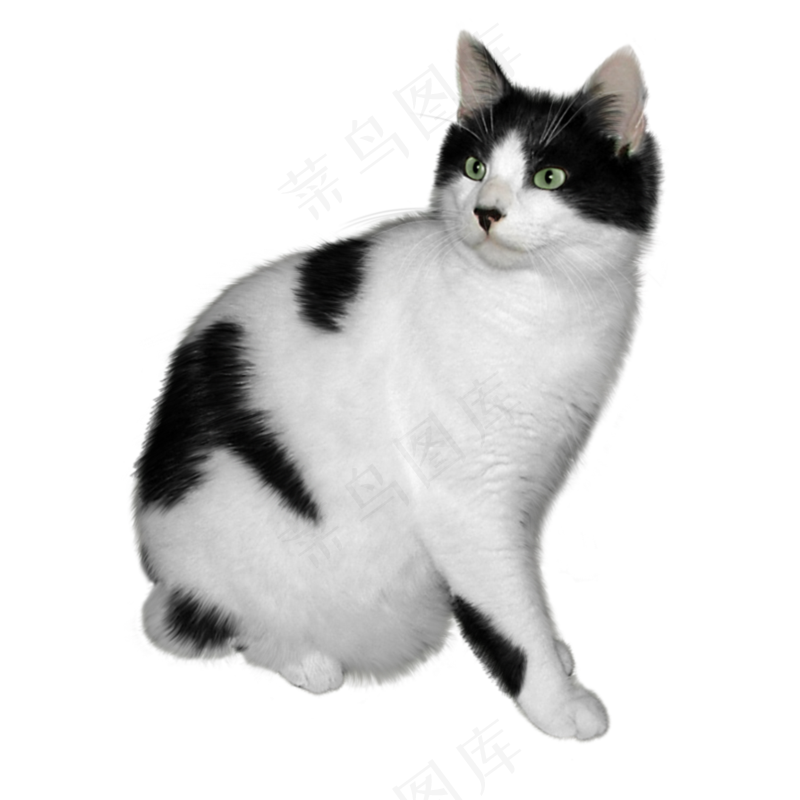 猫咪12-catpsd模版下载