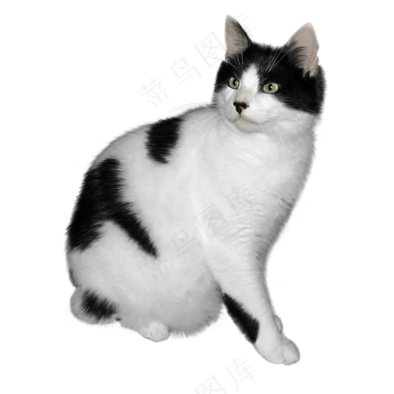 猫咪12-catpsd模版下载