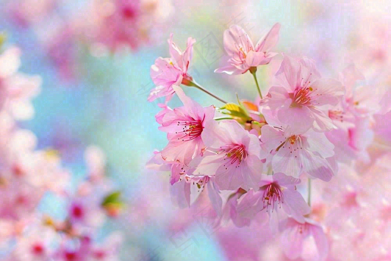 春天粉色樱花唯美风景春分立春惊蛰摄影图(1344x896)