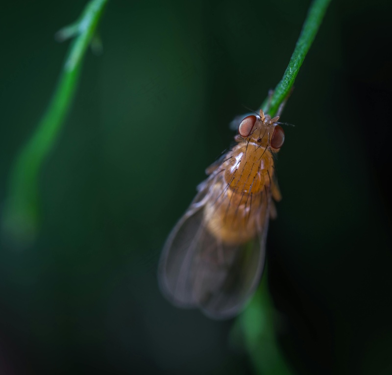 细节世界中的小昆虫