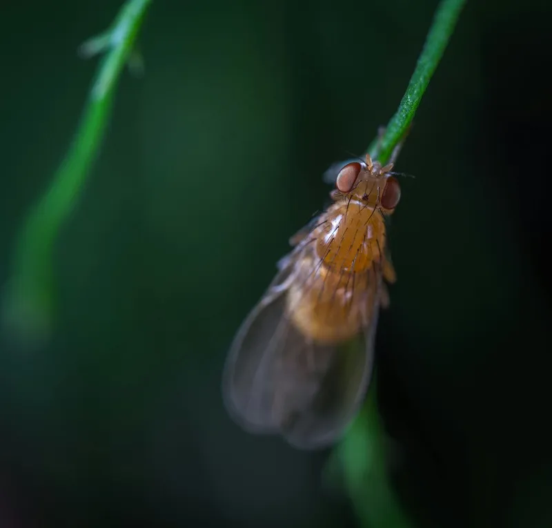 细节世界中的小昆虫