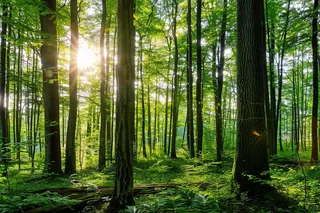 森林阳光透过原始森林绿意摄影图