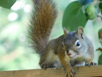 户外可爱松鼠动物 户外可爱松鼠动物