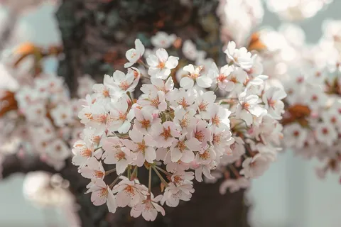 春日樱花花朵摄影图