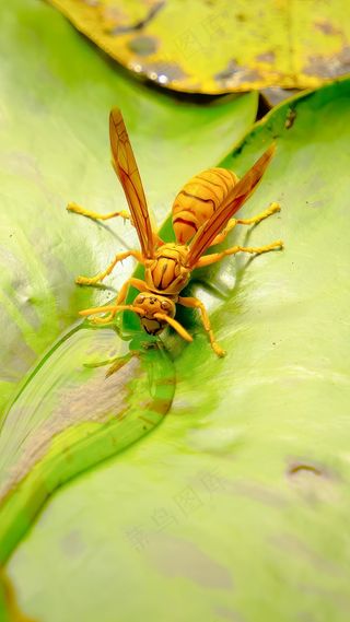 碧绿荷叶上的橙黄翅膀