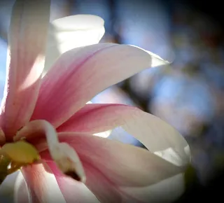 户外玉兰花花朵