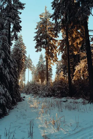 冬季森林中早晨